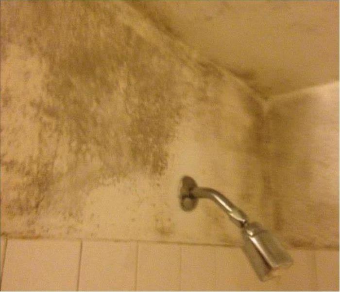 Showerhead by a wall with mold damage