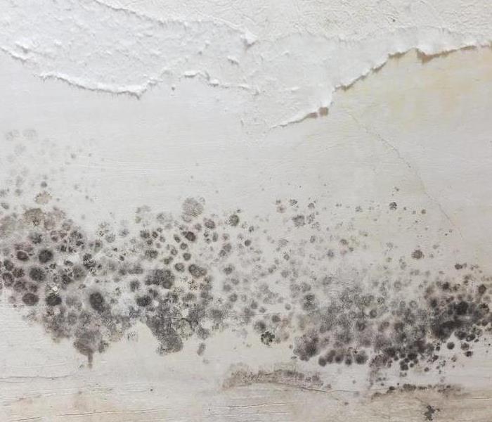 Mold growing on a wall